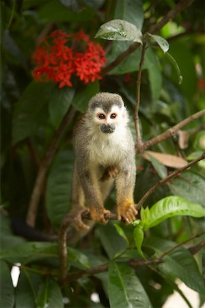 Temperate rainforest animals Stock Photos - Page 1 : Masterfile Temperate rainforest animals Stock Photos - Page 1 : Masterfile