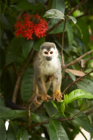 simsearch:841-02992602,k - Monkey in Tree, Manuel Antonio National Park, Puntarenas Province, Costa Rica Foto de stock - Con derechos protegidos, Código: 700-01955530