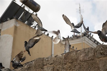 flying pigeon - Pigeons on Wall, Rhodes, Greece Stock Photo - Rights-Managed, Code: 700-01955708