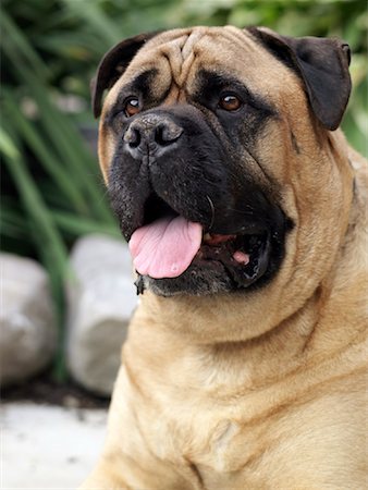 simsearch:600-03179195,k - Portrait of Bullmastiff Stock Photo - Rights-Managed, Code: 700-01955799