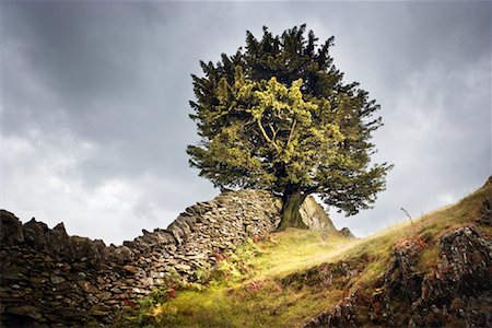 simsearch:700-01953810,k - Arbre sur la colline de Stone Fence, Grasmere, Lake District, Cumbria, Angleterre Photographie de stock - Rights-Managed, Code: 700-01953788