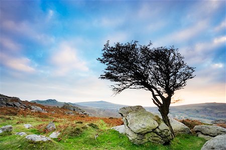 dartmoor national park - Hawthorn Tree on Tor, Saddle Tor, Dartmoor, Devon, England Foto de stock - Con derechos protegidos, Código: 700-01953802