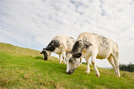 Kühe auf Hillside, Glastonbury Tor, Glastonbury, Somerset, England Stockbilder - Lizenzpflichtiges, Bildnummer: 700-01953814