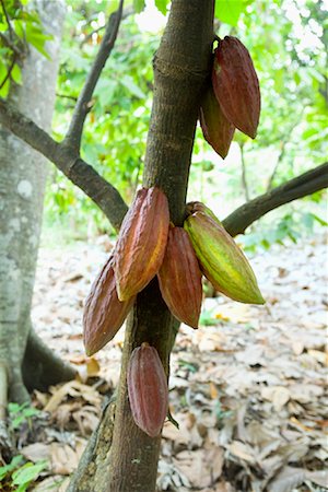 Cocoa Plant, Grenada Stock Photo - Rights-Managed, Code: 700-01993323