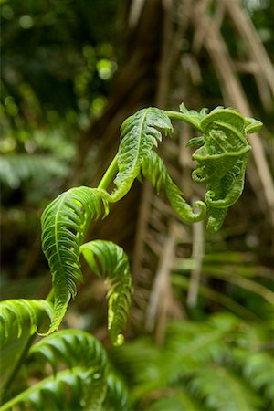 simsearch:700-01993355,k - Unfurling Fern Leaf, El Yunque Rainforest National Park, Puerto Rico Fotografie stock - Rights-Managed, Codice: 700-01993355