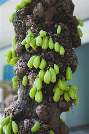 Bilimbi Tree with Fruit Stock Photo - Rights-Managed, Code: 700-02009783