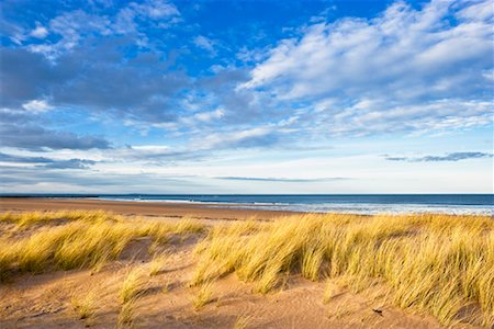 Dune Grass on Beach, East Lothian, Scotland, United Kingdom Stock Photo - Rights-Managed, Code: 700-02010223