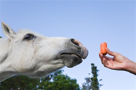 Carotte, offrant aux carottes à cheval autre main de la jeune fille Photographie de stock - Rights-Managed, Code: 700-02010248