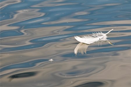 floating (object on water) - Swan Feather Floating on Water, Salzburger Land, Salzburg, Austria Stock Photo - Rights-Managed, Code: 700-02010589