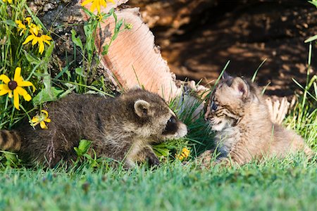 friends uncertain - Baby Raccoon and Baby Bobcat, Minnesota, USA Stock Photo - Rights-Managed, Code: 700-02010850