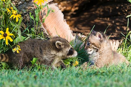 f. lukasseck - Kind Waschbär und Baby Bobcat, Minnesota, USA Stockbilder - Lizenzpflichtiges, Bildnummer: 700-02010850