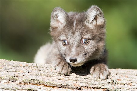 Cute Baby Arctic Fox Stock Photos Page 1 Masterfile