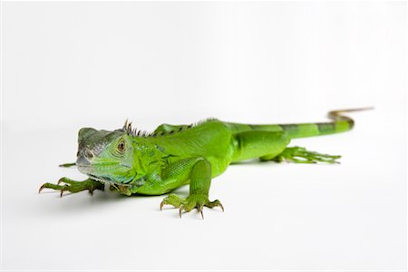 Lizard Stock Photo - Rights-Managed, Code: 700-02038088