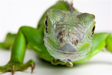 reptile on white - Close-Up of Lizard Stock Photo - Rights-Managed, Code: 700-02038089