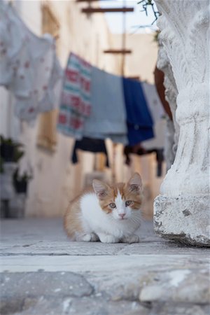 Portrait of Kitten, Tunis, Tunisia Foto de stock - Con derechos protegidos, Código: 700-02038154