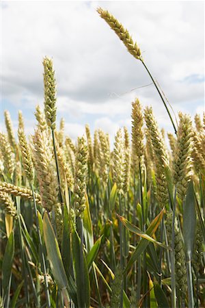 Close-up of Plants on Farm, Brook, Mecklenburg-Vorpommern, Germany Stock Photo - Rights-Managed, Code: 700-02038168