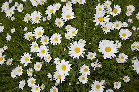 daisy on white - Field of Oxeye Daisies, Brook, Mecklenburg-Vorpommern, Germany Stock Photo - Rights-Managed, Code: 700-02038179