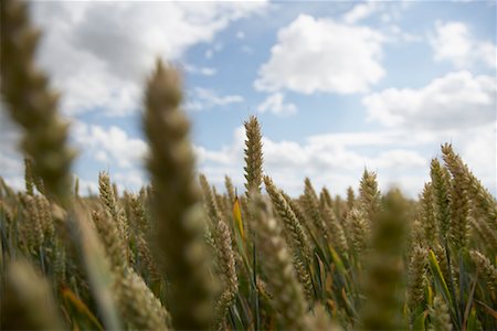 Close-up of Plants on Farm, Brook, Mecklenburg-Vorpommern, Germany Stock Photo - Rights-Managed, Code: 700-02038170