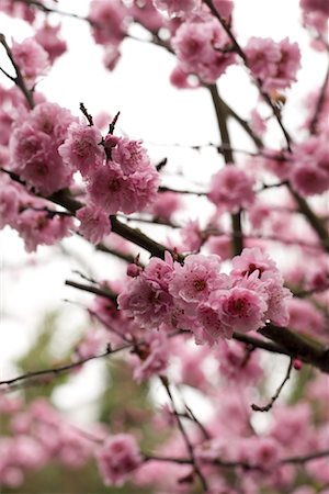 simsearch:600-01878949,k - Cherry Blossoms Stock Photo - Rights-Managed, Code: 700-02033775