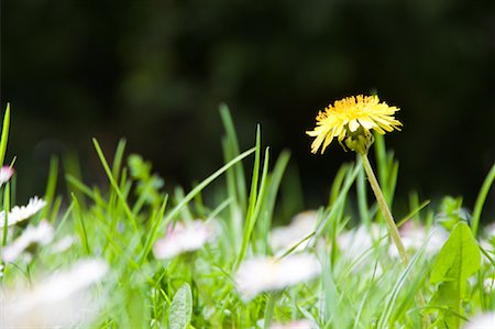 simsearch:6102-06470800,k - Close-up of Dandelion Foto de stock - Con derechos protegidos, Código: 700-02045840