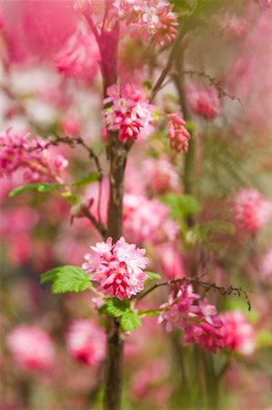 simsearch:700-00556725,k - Close-up of Pink Blossoms, Salzburger Land, Austria Stock Photo - Rights-Managed, Code: 700-02045843