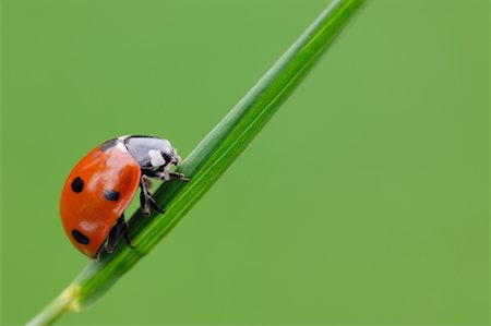 pictures of ladybird on a leaf - Close-up of Seven-spot Ladybug Stock Photo - Rights-Managed, Code: 700-02046105