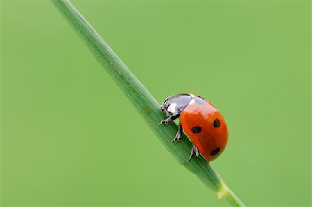 Close-up of Seven-spot Ladybug Stock Photo - Rights-Managed, Code: 700-02046106