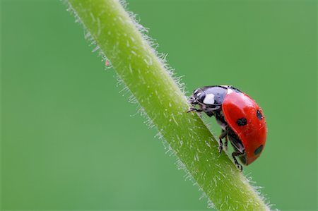 Close-up of Seven-spot Ladybug Stock Photo - Rights-Managed, Code: 700-02046107