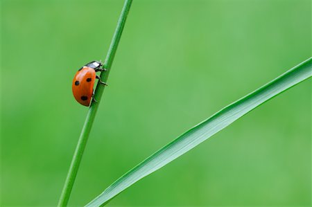 Close-up of Seven-spot Ladybug Foto de stock - Con derechos protegidos, Código: 700-02046108