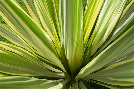 Close-Up of Plant, Indonesia Stock Photo - Rights-Managed, Code: 700-02046367