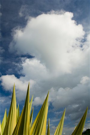 Feuilles de la plante et le ciel, Indonésie Photographie de stock - Rights-Managed, Code: 700-02046368