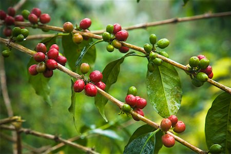 plantación de café - Coffee Plant, Mandailing Estate Coffee Plantation, Sumatra, Indonesia Foto de stock - Con derechos protegidos, Código: 700-02046574