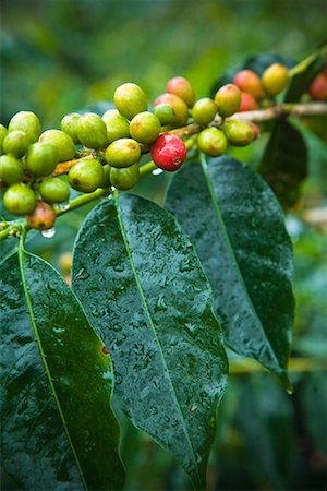 sumatra - Coffee Plant, Mandailing Estate Coffee Plantation, Sumatra, Indonesia Foto de stock - Con derechos protegidos, Código: 700-02046576