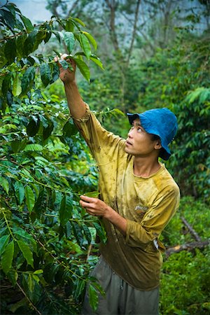 picking coffee - Man Harvesting Coffee Beans, Mandailing Estate Coffee Plantation, Sumatra, Indonesia Foto de stock - Con derechos protegidos, Código: 700-02046577