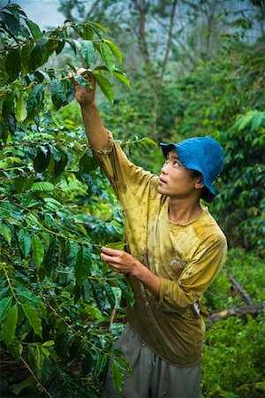 simsearch:700-02033918,k - Man Harvesting Coffee Beans, Mandailing Estate Coffee Plantation, Sumatra, Indonesia Stock Photo - Rights-Managed, Code: 700-02046577