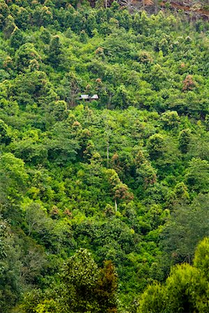 Overview of Mandailing Estate Coffee Plantation, Sumatra, Indonesia Stock Photo - Rights-Managed, Code: 700-02046580