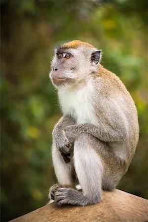 sumatra - Singe, Ngarai Sianok Canyon, Bukittinggi, Sumatra, Indonésie Photographie de stock - Rights-Managed, Code: 700-02046583