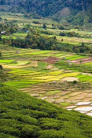 plantations in southeast asia - Overview of Rice Terraces and Tea Plantation, Alahan Panjang, Sumatra, Indonesia Foto de stock - Con derechos protegidos, Código: 700-02046603