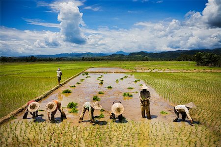 sumatra - Travailleurs en riz Paddy, ouest de Sumatra, Indonésie Photographie de stock - Rights-Managed, Code: 700-02046619