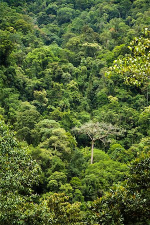 sumatra forest - Tropical Forest, Kerinci Seblat National Park, Sumatra, Indonesia Stock Photo - Rights-Managed, Code: 700-02046627