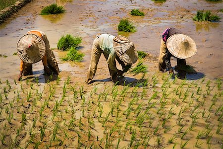 Workers in Rice Paddy, West Sumatra, Indonesia Stock Photo - Rights-Managed, Code: 700-02046620