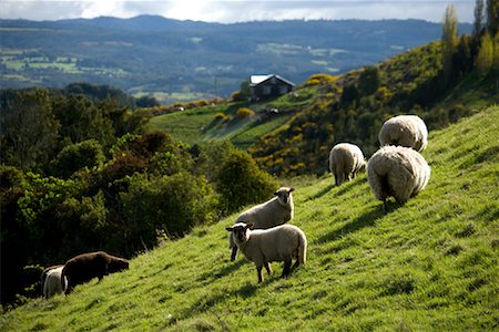 Moutons paissant sur flanc de colline, l'île de Chiloé, Chili Photographie de stock - Rights-Managed, Code: 700-02046904