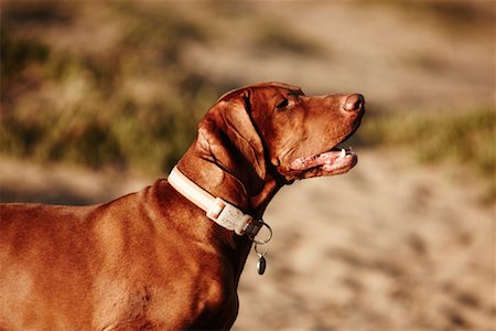 perro vizsla - Portrait of Dog Foto de stock - Con derechos protegidos, Código: 700-02046935