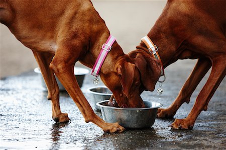 perro vizsla - Two Dogs Eating from One Bowl Foto de stock - Con derechos protegidos, Código: 700-02046932