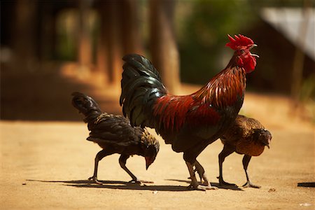 Coq et poules Photographie de stock - Rights-Managed, Code: 700-02047022
