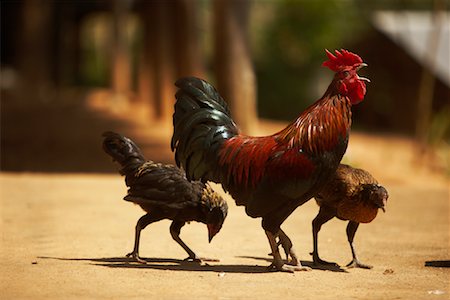 Rooster and Chickens Stock Photo - Rights-Managed, Code: 700-02047022