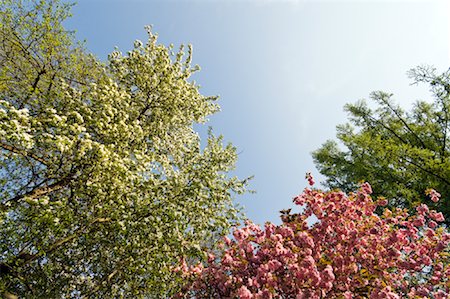 simsearch:700-03230202,k - Trees in Bloom, Salzburg, Salzburg Land, Austria Fotografie stock - Rights-Managed, Codice: 700-02055732