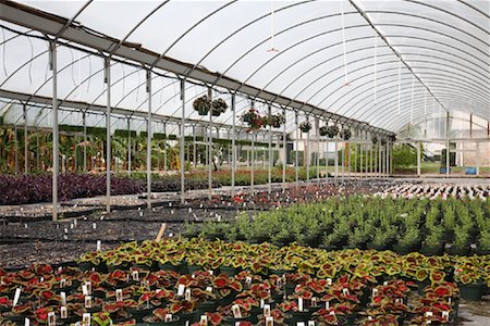 planters - Potted Plants in Greenhouse Stock Photo - Rights-Managed, Code: 700-02056645