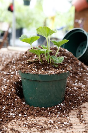 Soil and Potted Geranium Stock Photo - Rights-Managed, Code: 700-02056642