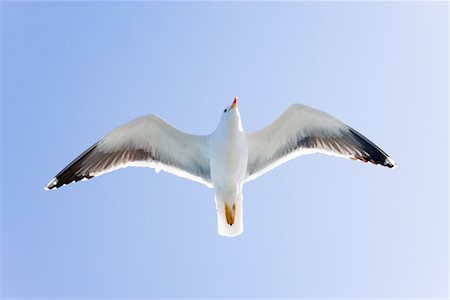 Portrait of Seagull in Flight, Argyll and Brute, Isle of Mull, Inner Hebrides, Scotland Stock Photo - Rights-Managed, Code: 700-02071098